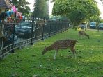 taman rusa kemang