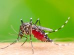 Nyamuk DBD