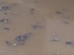 Ikan Mati di Kali Baru.
