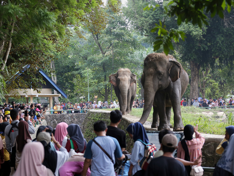 Taman Margasatwa Ragunan.