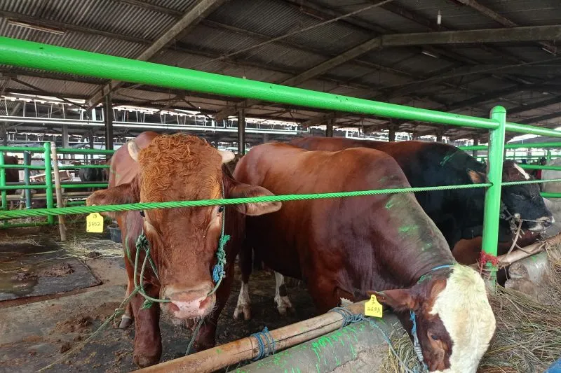 Sapi Kurban.