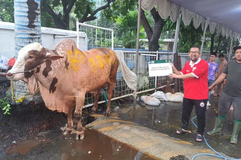 Sapi Kurban Milik Gubernur DKI Jakarta Pramono Anung.