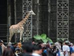 Kandang Jerapah di Taman Margasatwa Ragunan.