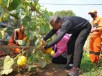 Munjirin Pimpin Panen Melon di Rawamangun