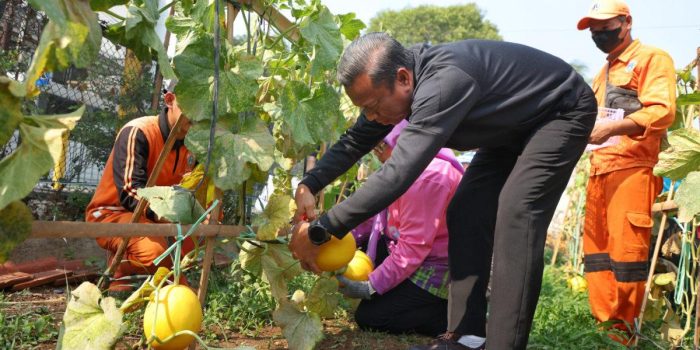 Munjirin Pimpin Panen Melon di Rawamangun